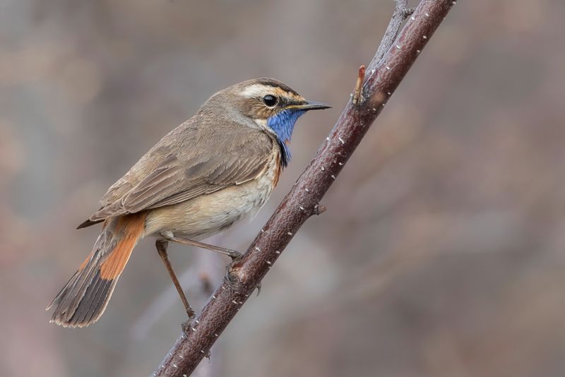 Bluethroat