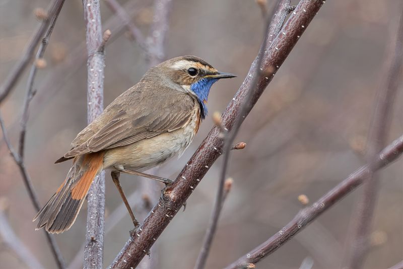 Bluethroat