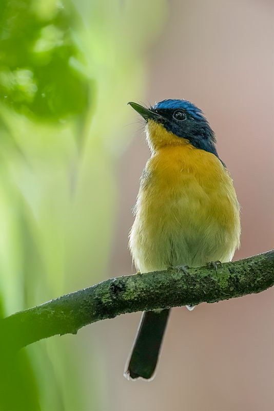 Bornean Blue Flycatcher