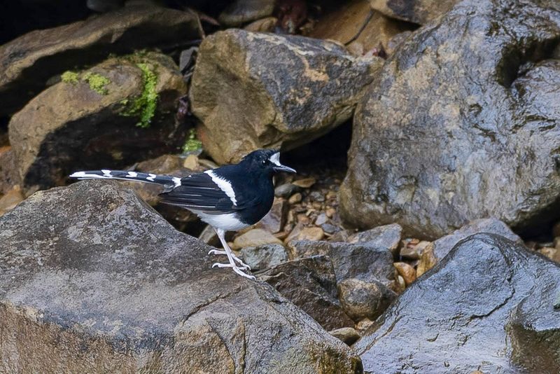Bornean Forktail