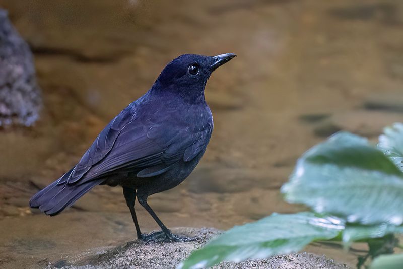 Bornean Whistling Thrush