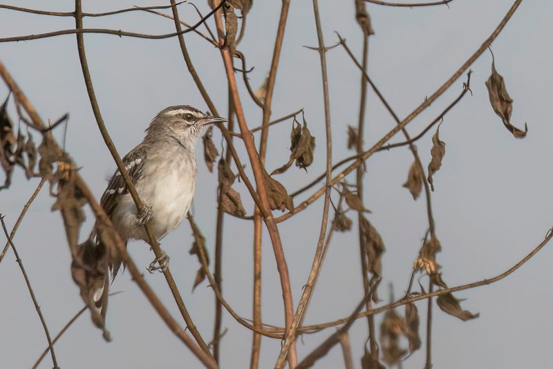 Brown-backed Scrub Robin