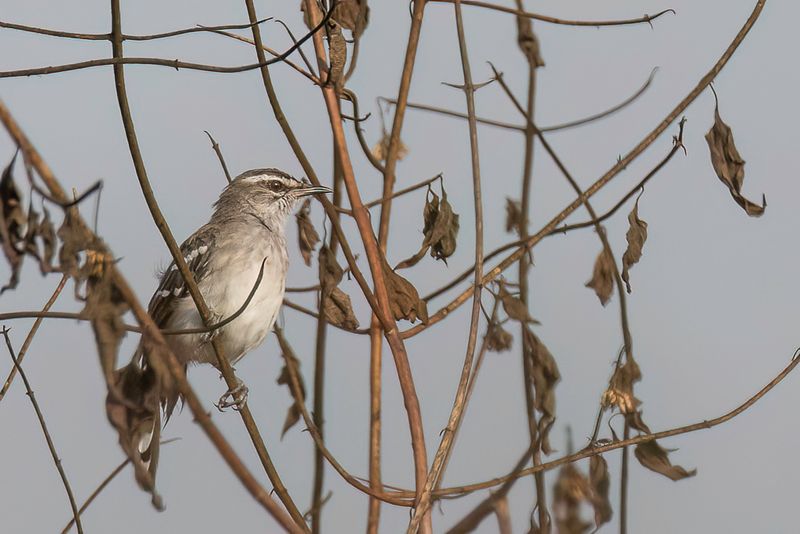 Brown-backed Scrub Robin