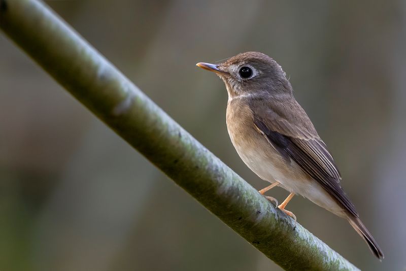Brown-breasted Flycatcher