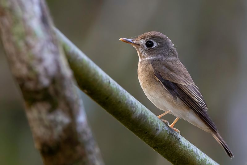 Brown-breasted Flycatcher