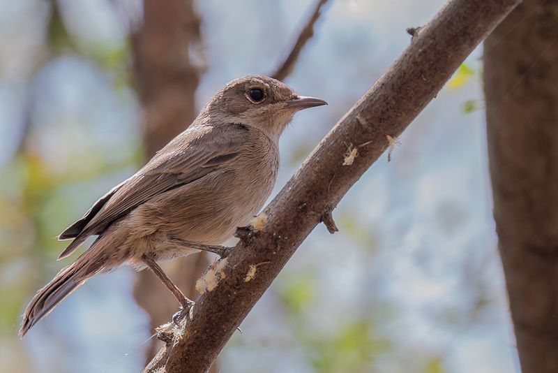 Brown-tailed Rock Chat