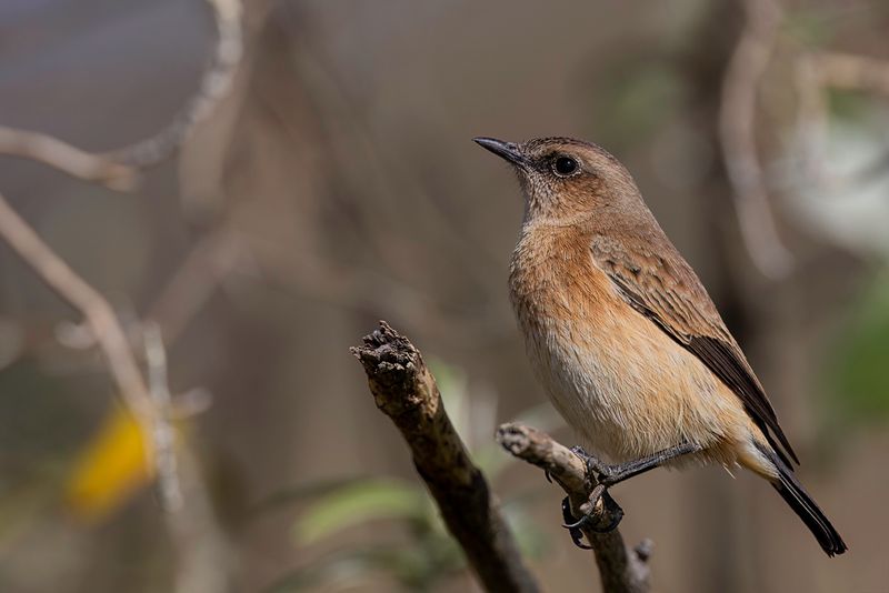 Buff-streaked Chat (f)
