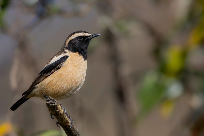 Buff-streaked Chat (m)
