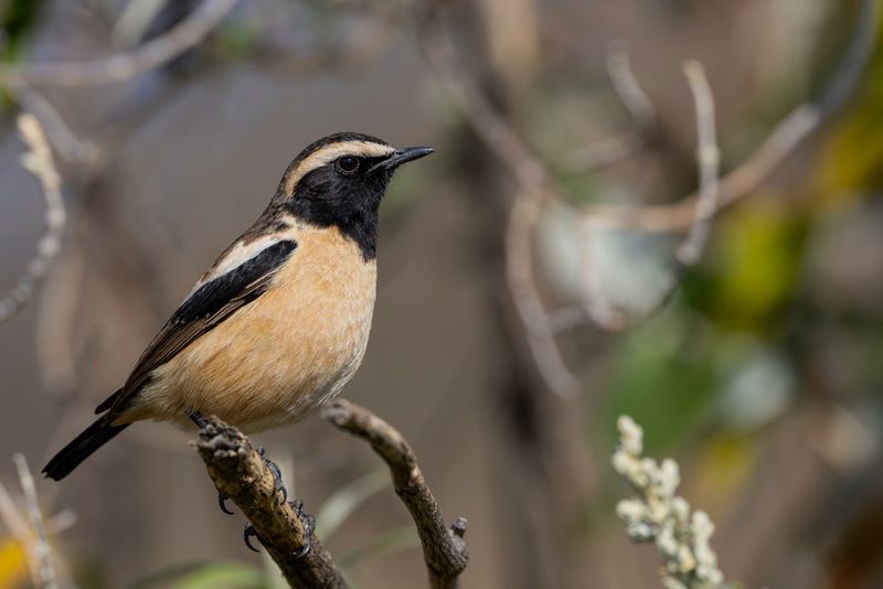 Buff-streaked Chat (m)