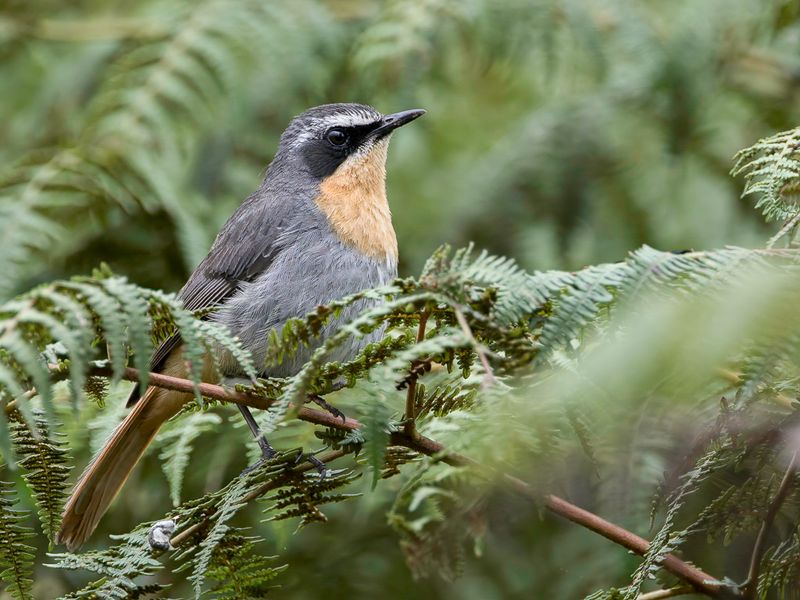 Cape Robin-Chat