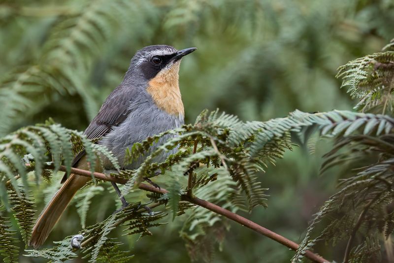 Cape Robin-Chat