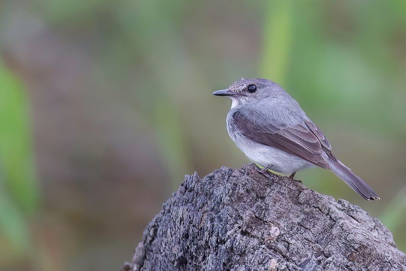 Cassin's Flycatcher