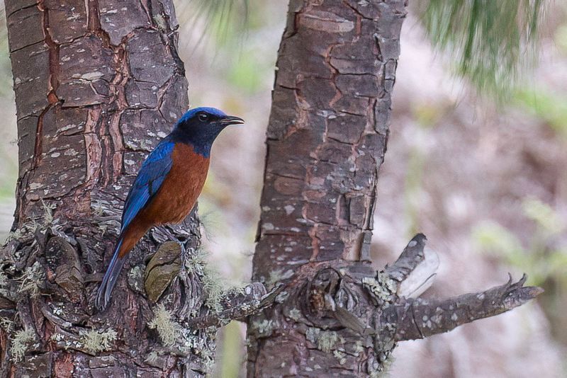 Chestnut-bellied Rock Thrush