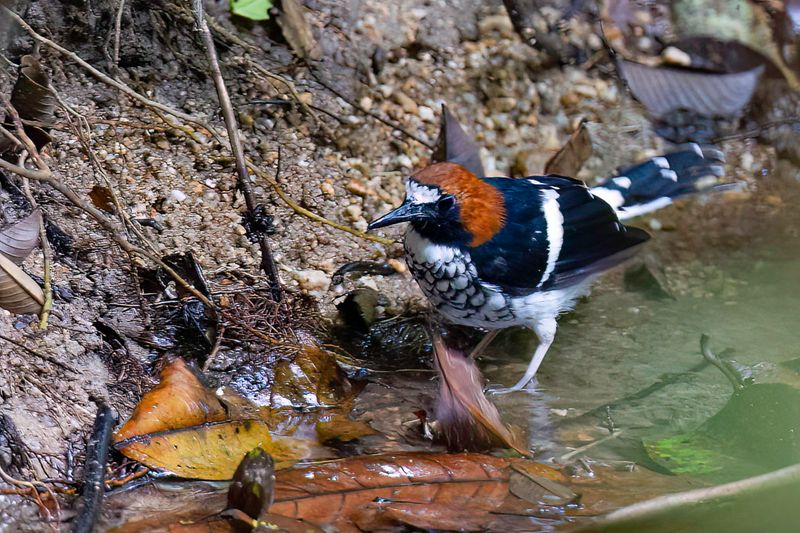 Chestnut-naped Forktail
