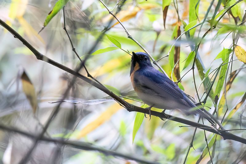 Chinese Blue Flycatcher (m)