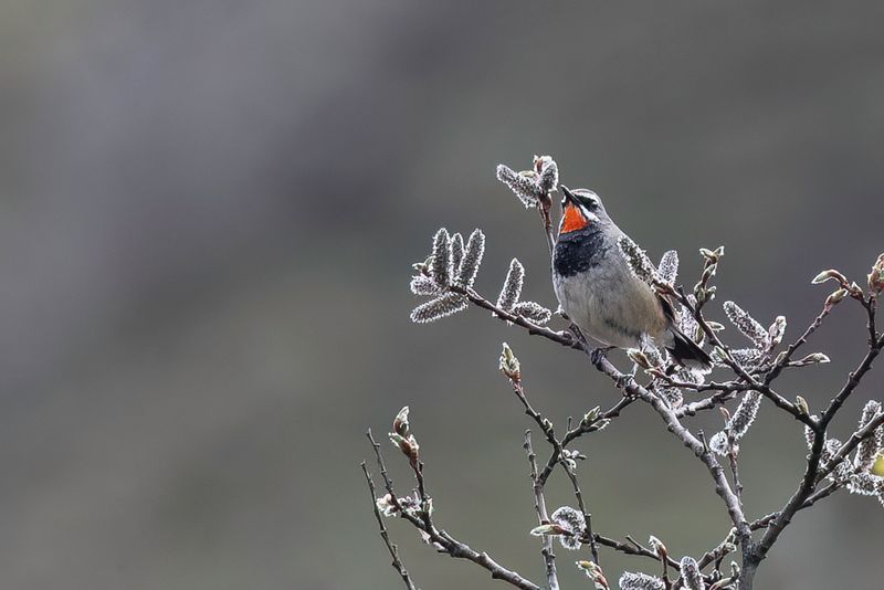 Chinese Rubythroat