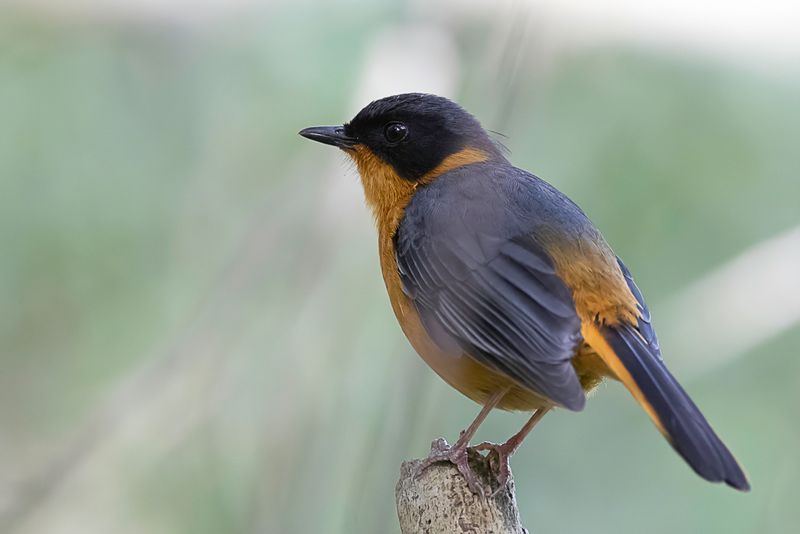 Chorister Robin-Chat