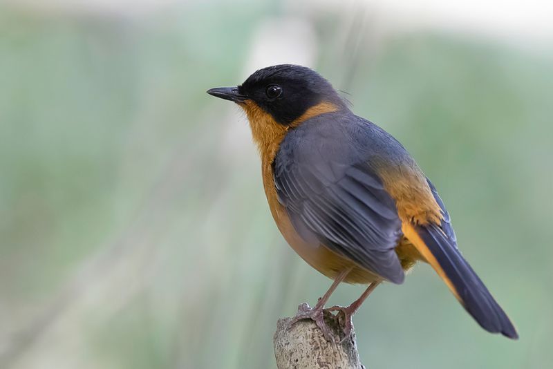 Chorister Robin-Chat