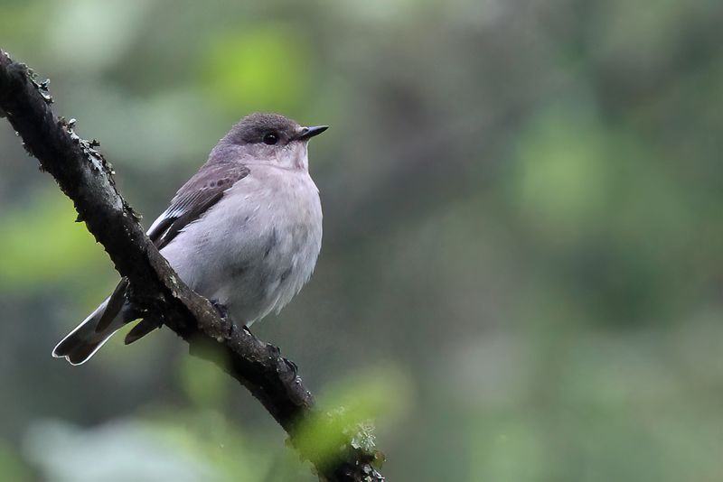 Collared Flycatcher (f)