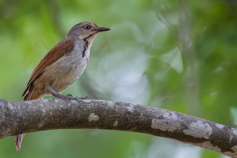 Collared Palm Thrush