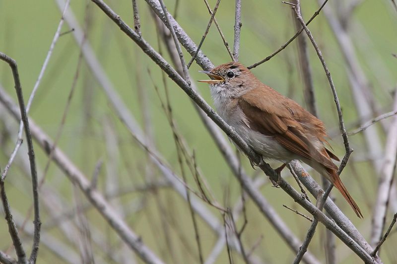 Common Nightingale
