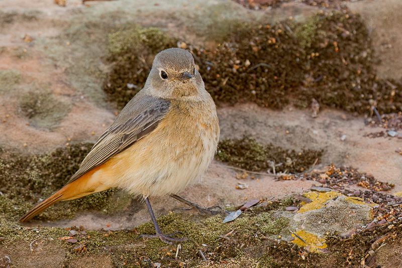 Common Redstart (f)