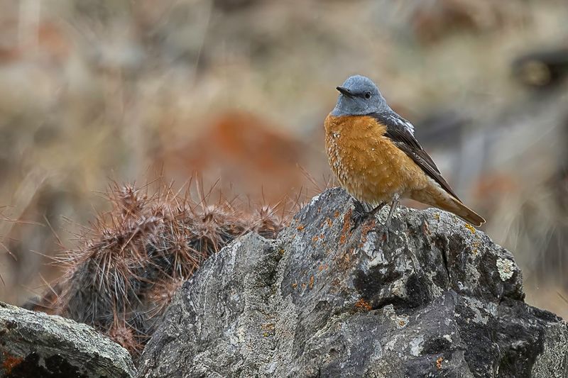 Common Rock thrush (m)