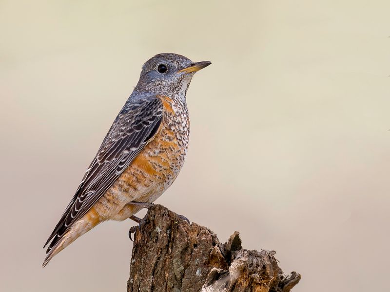 Common Rock Thrush