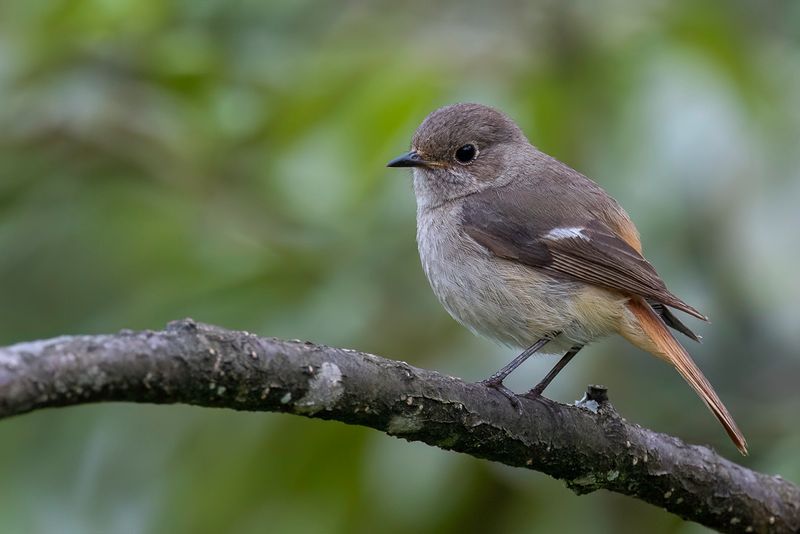 Daurian Redstart (f)