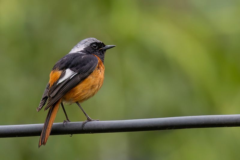 Daurian Redstart (m)