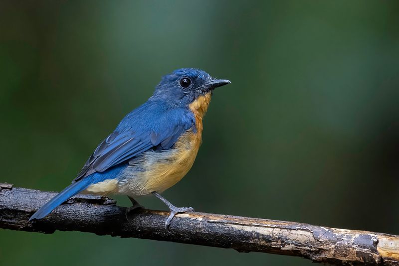 Dayak Blue Flycatcher (m)