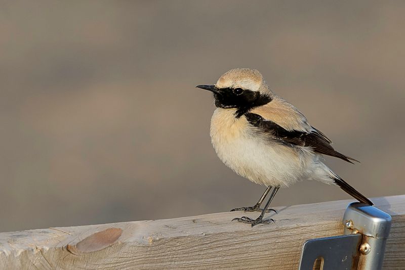 Desert Wheatear (m)