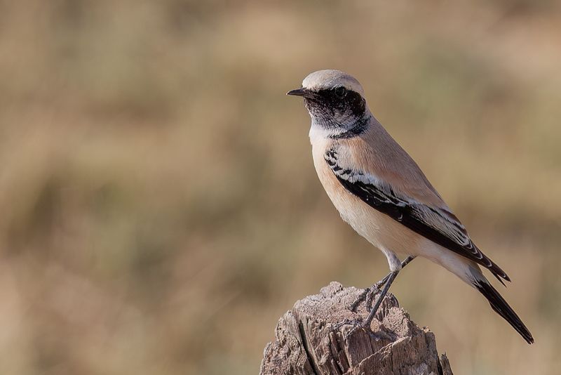 Desert Wheatear