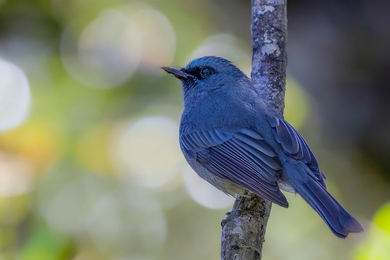 Dull-blue Flycatcher