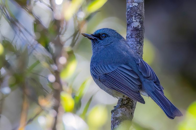 Dull-blue Flycatcher