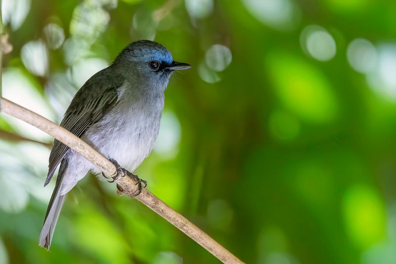 Dull-blue Flycatcher