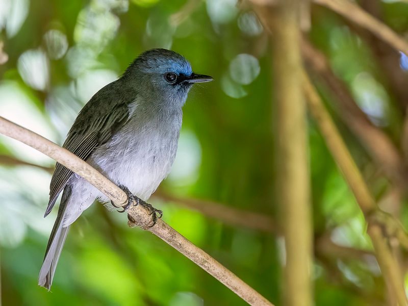 Dull-blue Flycatcher