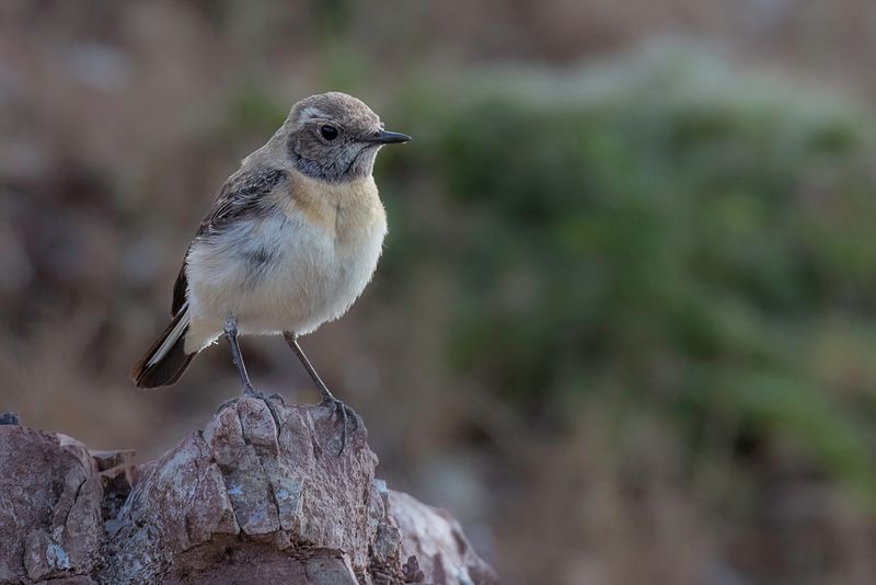 Eastern Black-eared Wheatear