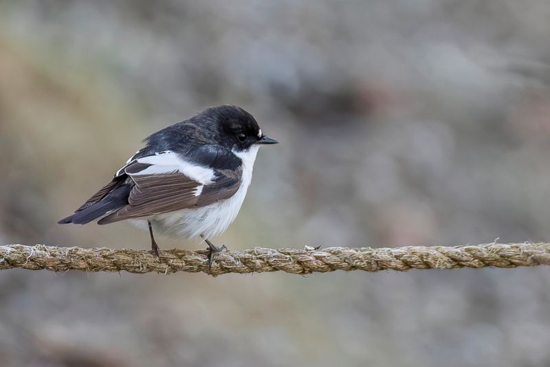European Pied Flycatcher (m)