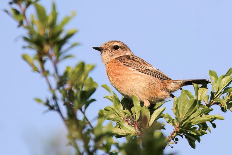 European Stonechat (f)