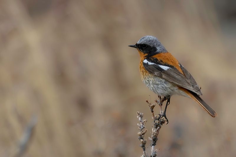 Eversmann's Redstart (m)