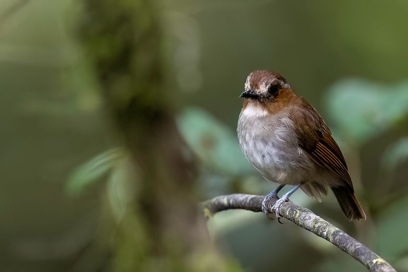 Eyebrowed Jungle Flycatcher