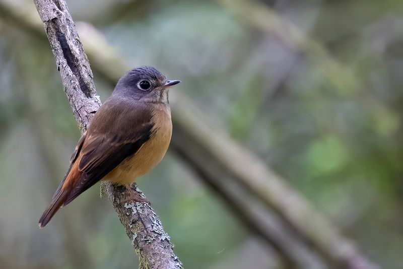 Ferruginous Flycatcher