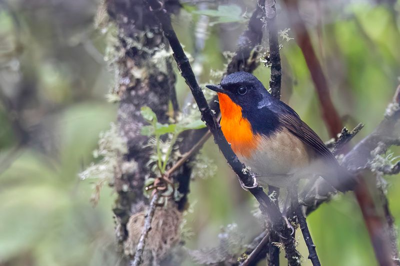 Firethroat