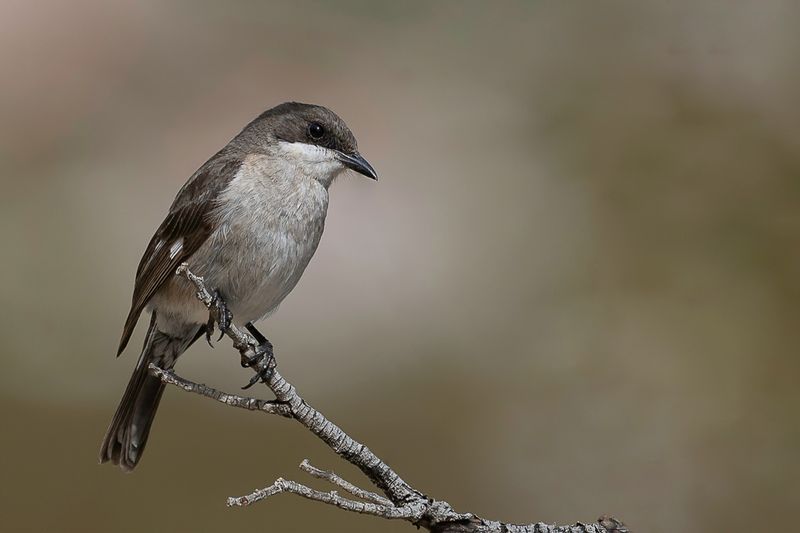 Fiscal Flycatcher (f)