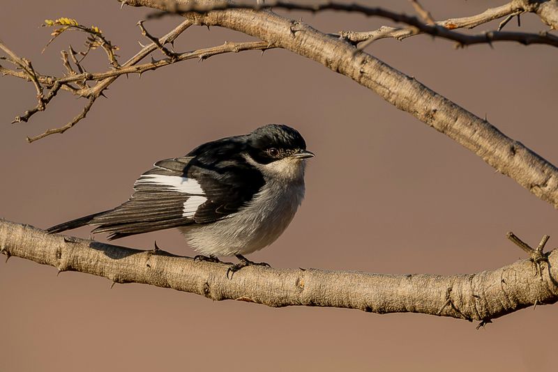 Fiscal Flycatcher (m)