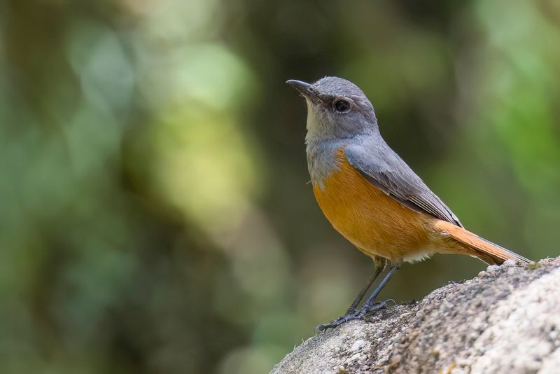 Forest Rock Thrush