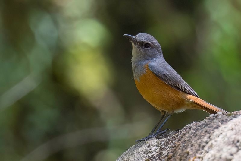 Forest Rock Thrush