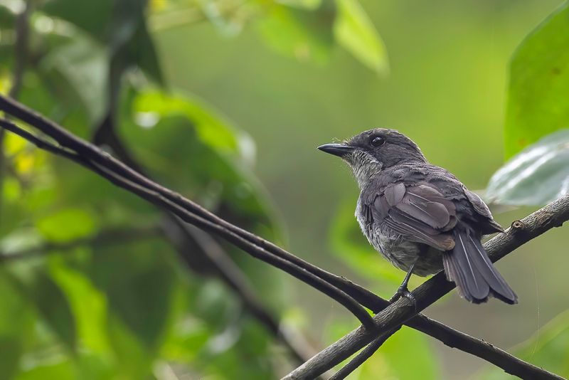 Fraser's Forest Flycatcher