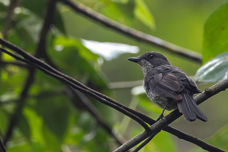 Fraser's Forest Flycatcher